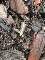 Diptera