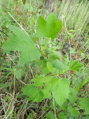 Ribes alpinum