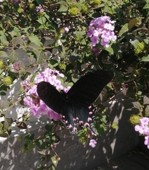 Mimoides thymbraeus aconophos