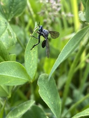 Dioctria atricapilla