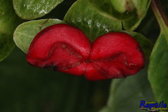 Drymonia brochidodroma