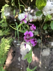 Streptanthus squamiformis