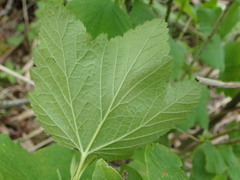 Ribes alpinum