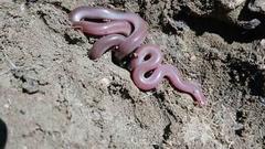 Xerotyphlops vermicularis