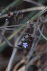 Plumbago pulchella
