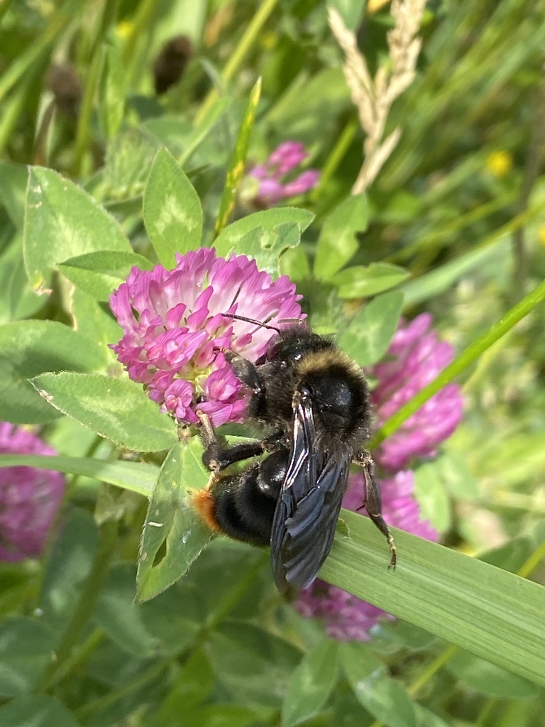Hill Cuckoo Bumble bee