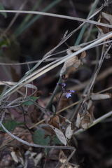 Plumbago pulchella