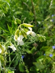Lathyrus pallescens