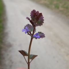 Glechoma hederacea