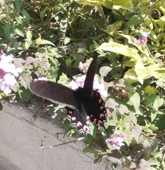 Mimoides thymbraeus aconophos