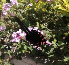 Mimoides thymbraeus aconophos