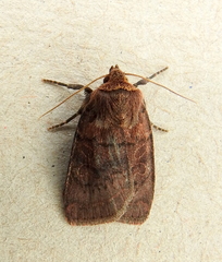 Protorthodes oviduca