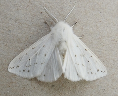 Spilosoma dubia