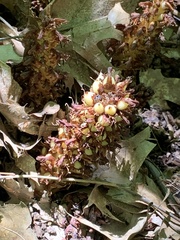 Conopholis americana