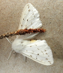 Spilosoma dubia