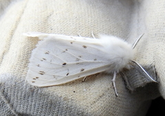 Spilosoma dubia