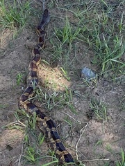 Pantherophis obsoletus