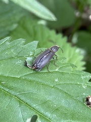 Agriotes pilosellus