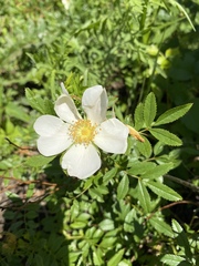Rosa foliolosa