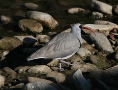 Ibidorhyncha struthersii