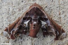 Eutelia pulcherrimus