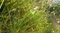 Gonepteryx cleopatra