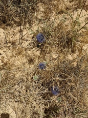 Echinops polyceras
