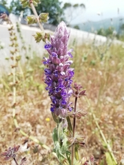 Nepeta tuberosa