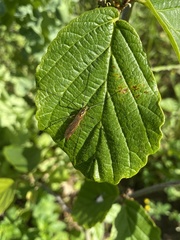 Nephrotoma appendiculata