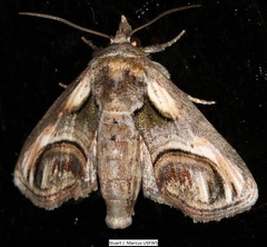 Paectes oculatrix