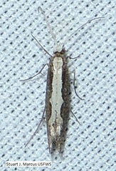 Agnippe prunifoliella