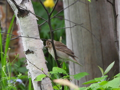 Carpodacus erythrinus