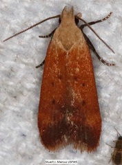 Anacampsis fullonella