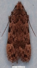 Anacampsis