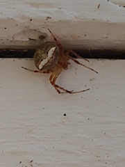 Araneus miniatus