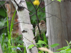 Carpodacus erythrinus