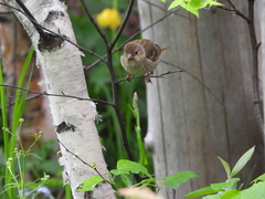 Carpodacus erythrinus