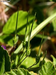Erodium acaule