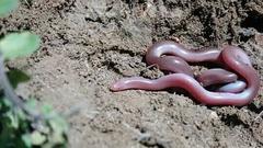 Xerotyphlops vermicularis