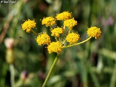 Leiotulus secacul