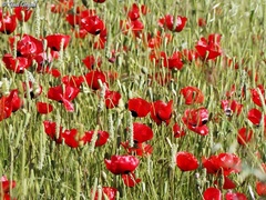 Papaver syriacum
