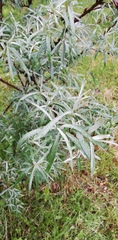 Hippophae