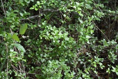 Rhododendron occidentale