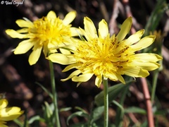 Tragopogon buphthalmoides