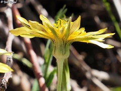 Tragopogon buphthalmoides