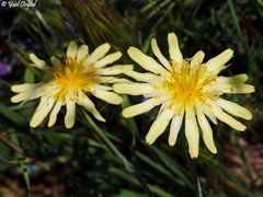 Tragopogon buphthalmoides