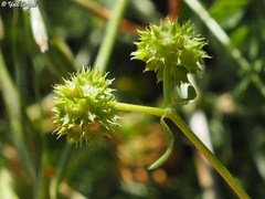 Valerianella coronata
