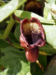 Aristolochia scabridula