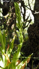 Himantoglossum caprinum