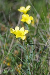 Linum campanulatum